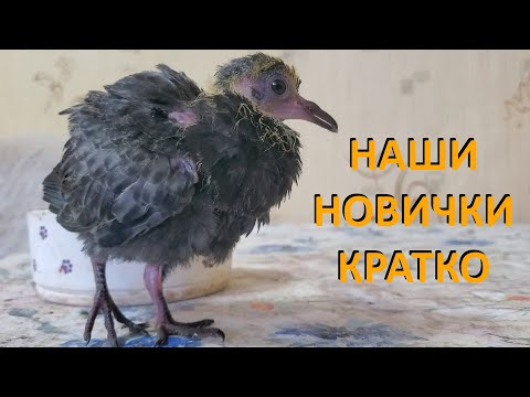 Видео: НАШИ НОВЫЕ ЖИВОТНЫЕ. КРАТКО