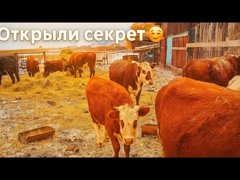 Видео: Переобулись на зиму. Откроем секрет! Кухня наконец-то собрана 💃. #жизньвказахстане