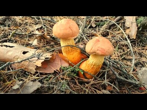 Видео: Канадский золотистый боровик - заморский гость на Берестейшине