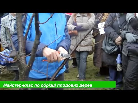 Видео: Мастер-класс по формирующей обрезке плодовых деревьев