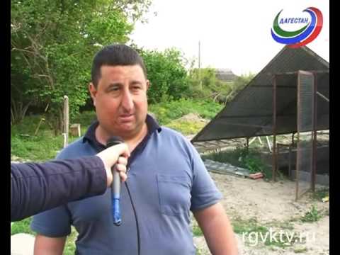 Видео: В с. Биль Магарамкентского района сразу несколько рыбохозяйств разводят форель