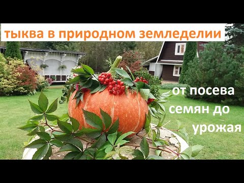 Видео: Тыква от А до Я в природном земледелии.