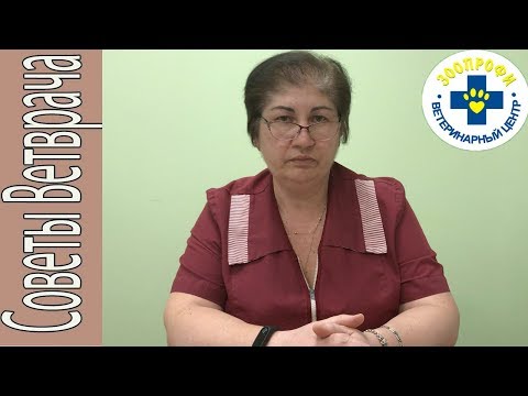 Видео: СОБАКА ПОРЕЗАЛА ЛАПУ? ИЛИ ПОДРАЛАСЬ? КАК ПРАВИЛЬНО ОБРАБАТЫВАТЬ РАЗНЫЕ ВИДЫ РАН?