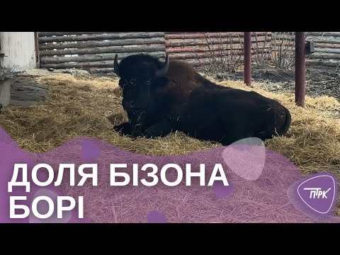 Видео: Поранений велетень одужує: історія бізона Борі