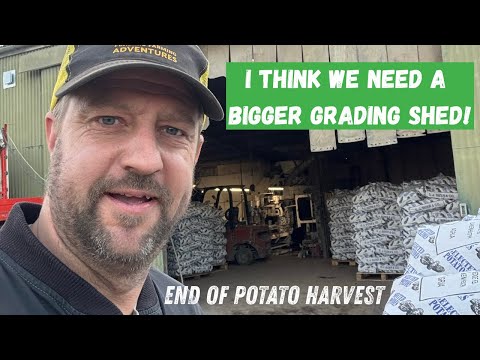Видео: КОНЕЦ СБОРА КАРТОФЕЛЯ... КАРТОФЕЛЬ ВЕЗДЕ! - Fenland Farming Adventures
