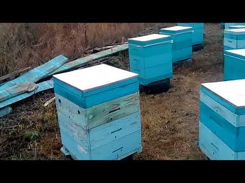 Видео: Как уничтожить клеща и наростить здоровую зимовалою пчелу .