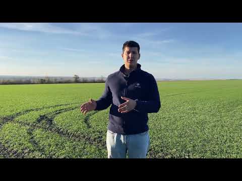 Видео: Алгоритм догляду за зерновими восени!