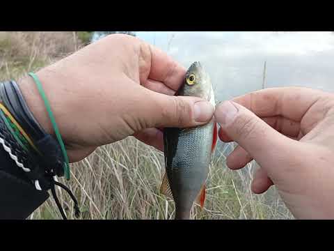 Видео: Ловля у холодній воді, на поверхневі приманки.