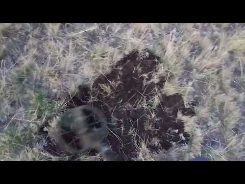 Видео: Тест на глубину!  Frogman B75. Nokta Makro Legend. Quest Q20. XP DEUS Сравнить не сравнимое!