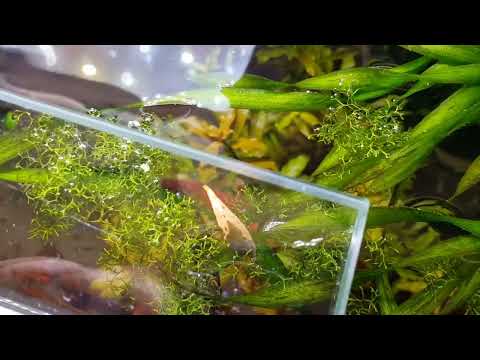 Видео: Мой домашний аквариум 300 литров.