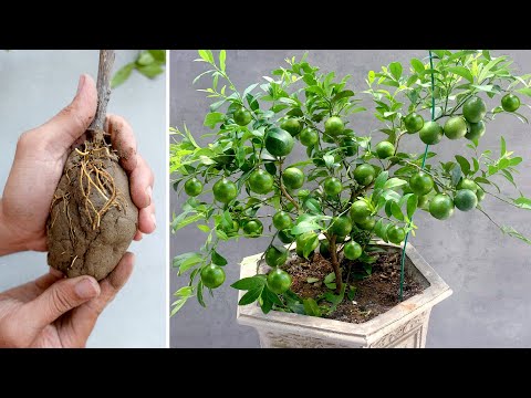 Видео: Мне больше не нужно покупать лимоны, выращиваю лимоны для фруктов круглый год.