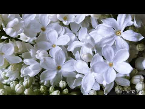 Видео: Выход в социум | Саблиминал | corazón