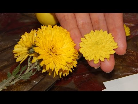 Видео: Хризантема из холодного фарфора легко, мастер класс / Chrysanthemum of cold porcelain easily