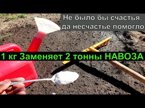 Видео: 1 Ложку ... и лейку воды земля как новая, посыпте этим землю осенью для обильного урожая всего!