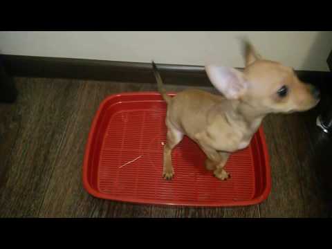 Видео: Как научить щенка ходить на лоток //Teach a puppy to walk on a tray russian toy Terrier