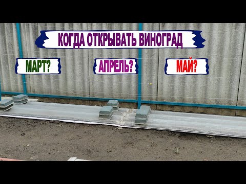 Видео: 🍇 Когда ОТКРЫВАТЬ виноград в 2023 году. Когда ВЫМЕРЗАЮТ почки весной. Почему ВЫПРЕВАЕТ виноград?