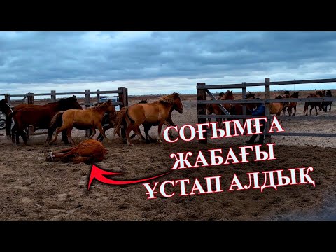Видео: Соғымға жабағы ұстап алдық, жирен айғыр шрамды қораға қамап.