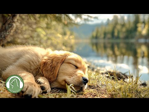 Видео: (Звуки природы)Музыка для собак🐶Комфортная музыка для сна🎵 Любимая музыка щенков