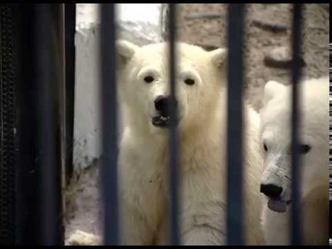 Видео: "Роев ручей" - 15 лет вместе!