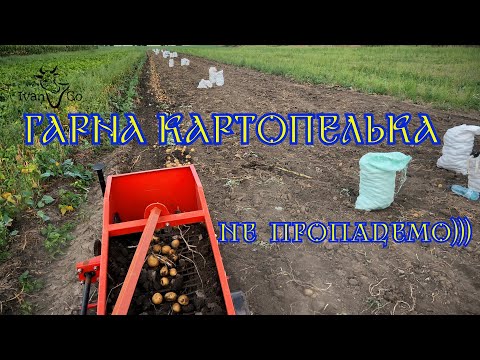 Видео: Копаємо картоплю. Трактор Shifeng SF 354 та транспортерна копалка. Урожай 2022