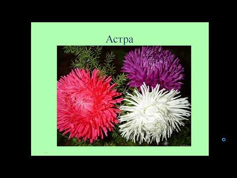 Видео: Что растёт на клумбе? 1 класс, Окружающий мир