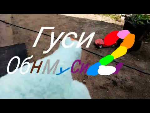 Видео: Гуси обнимуси 2 сезон:4 серия один гусь