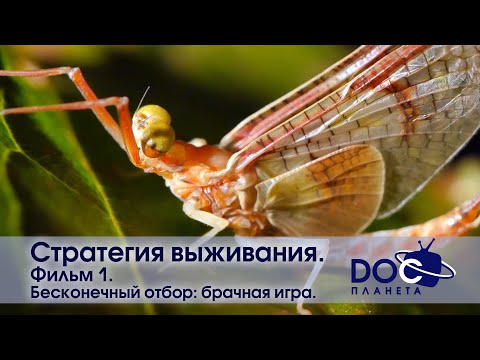 Видео: Стратегия выживания - Часть 1. Бесконечный отбор: Брачная игра - Документальный фильм