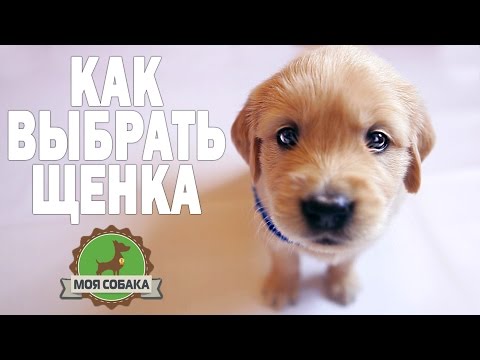 Видео: Моя собака щенок. Как выбрать щенка? Золотистый ретривер.