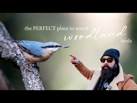 Видео: ИДЕАЛЬНОЕ место для наблюдения за лесными птицами!