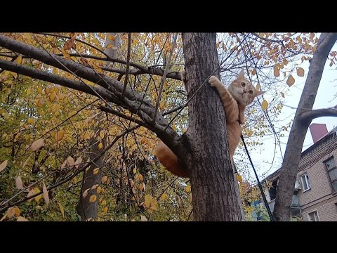 Видео: Рижулька на прогулянці. 8.11.25 року.