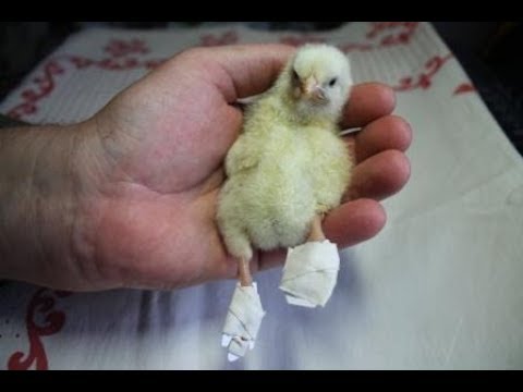Видео: Скрюченность пальцев лапы у вылупившегося цыпленка, лечение.