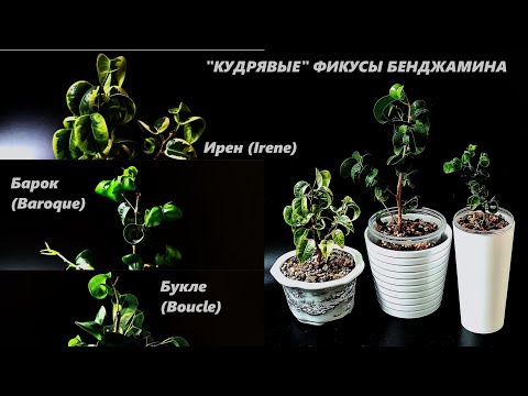 Видео: "КУДРЯВЫЕ" ФИКУСЫ БЕНДЖАМИНА: подробный обзор сортов 'Барок', 'Букле' и 'Ирен'