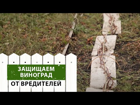 Видео: Защищаем виноград от грызунов