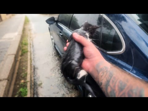 Видео: В ливень котёнок залез в колесо моей машины…