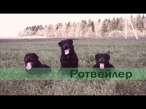 Видео: Ротвейлер