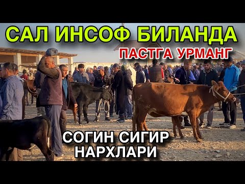 Видео: ЕНДИ КИМ ОЛАДИ! 5 ОКТЯБРЬ СОГИН СИГИР НАРХЛАРИ 2025.КАШКАДАРЁ КАРШИ КАРВОН МОЛ БОЗОРИ НАРХЛАРИ 2025.