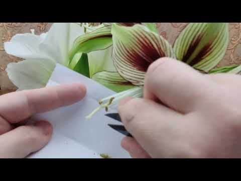 Видео: сбор пыльцы у гиппеаструмов