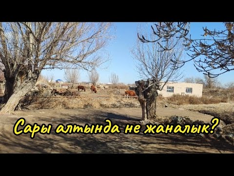 Видео: Мен Канлыкол Сары алтынга неге келдим? 14 - Март 2024 тамаша етемиз #каракалпакстан#нокис #шымбай