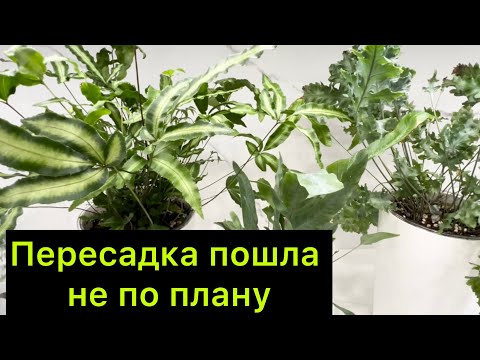 Видео: Все пошло не по плану😄/ пересадка новых папоротников и не только ￼