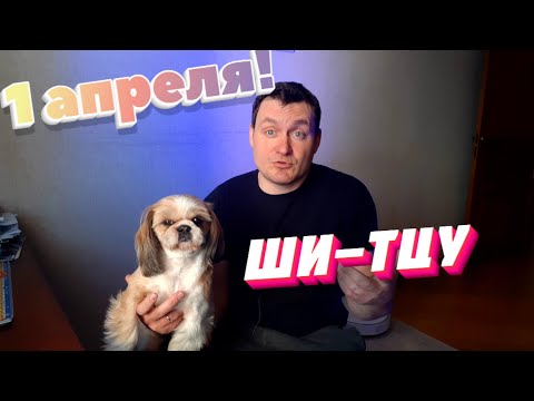 Видео: Обзор собаки Ши-тцу 1 апреля