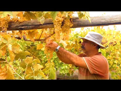 Видео: Прекрасный день сбора винограда в Village Peace.