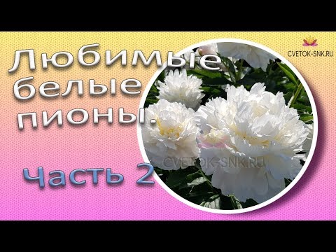 Видео: Любимые белые пионы. Часть 2 / Сад Ворошиловой