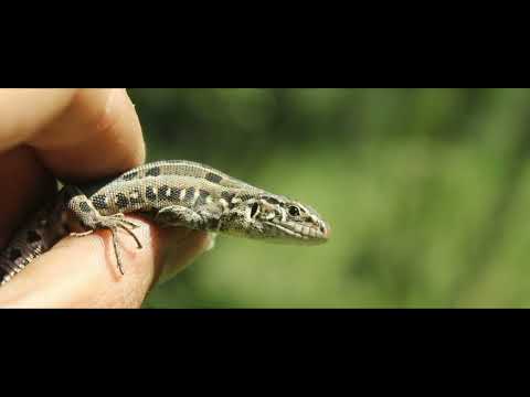 Видео: Превью канала. Трудовая Уральская Рыбалка. Лайт, микроджиг, мормышинг и не только!