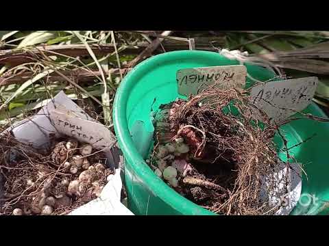 Видео: 17 октября выдался самым активным в саду и огороде#сад#огород#осень#осенниехлопоты