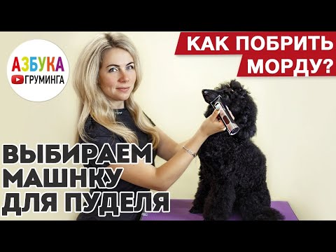 Видео: Выбираем машинку для пуделя. Как побрить морду