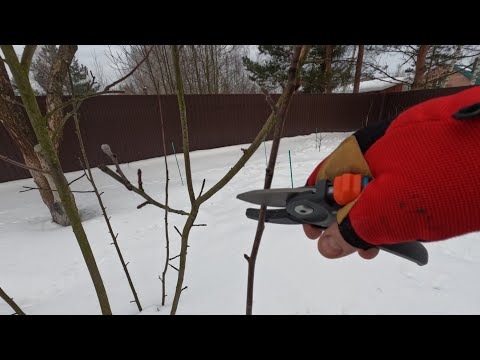 Видео: Обрезка молодых яблонь. Сезон 2024г.