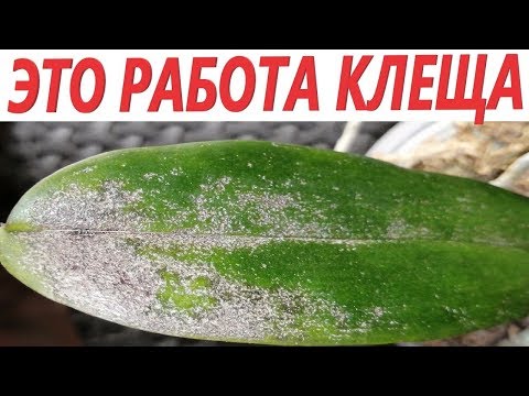 Видео: Орхидейные монстры.  Красный клещ.  Цикл видео "под микроскопом"