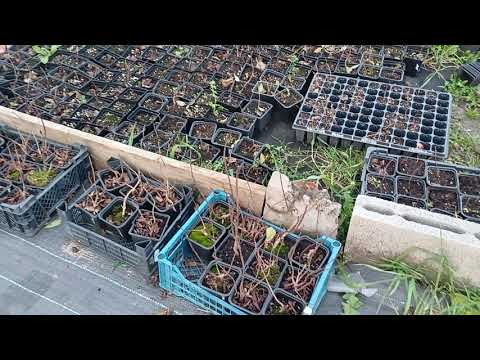 Видео:  Гортензия на весну, планы на следующий год.Продлили продажи до 15 ноября. Ватсап89875853725