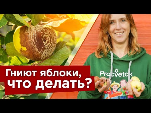 Видео: НЕ ПОТЕРЯЙТЕ 90% УРОЖАЯ ЯБЛОК ИЗ-ЗА ПЛОДОВОЙ ГНИЛИ! Вот, что надо сделать, чтобы забыть о монилиозе