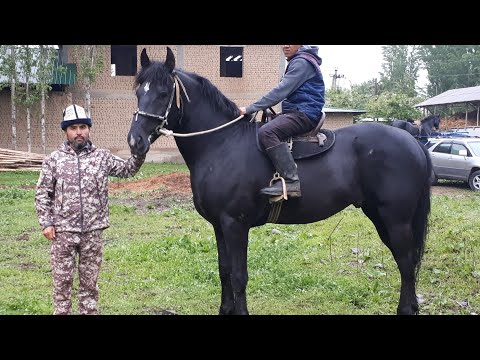 Видео: Келишкен 10000 $🐴 ПЕРШЕРОН АТЫ👍~ КАРАКАШКА / PORSHE 🐎0708032538